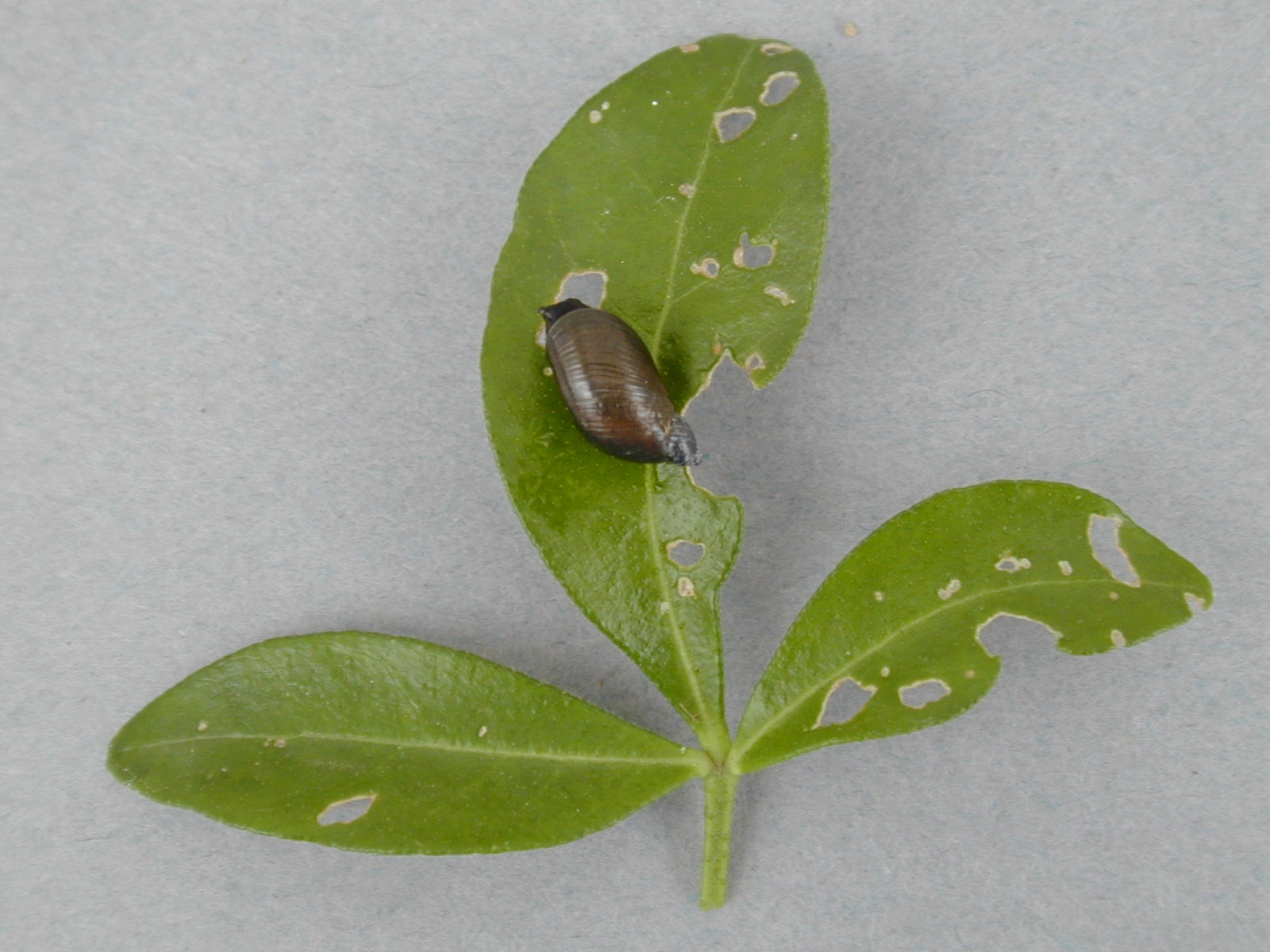 Oxyloma elegans on young choisya leaf. Courtesy and © ADAS RSK.